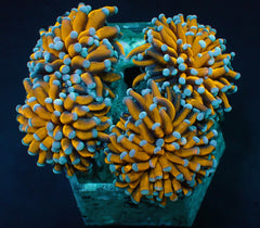 Euphyllia cristata (Gold Torch) (1 hd.)