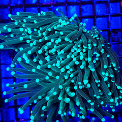 Euphyllia cristata (Green) (Ultra)