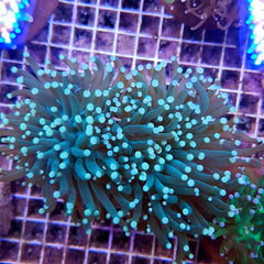 Euphyllia cristata (Green) (Ultra)