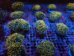 Euphyllia cristata (Greenish) (Orange Tip) (p/h)