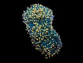 Euphyllia cristata (Greenish) (Orange Tip) (p/h)