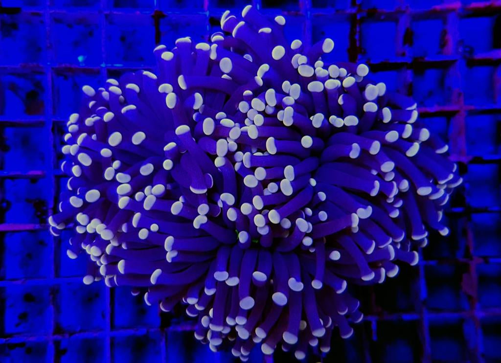 Euphyllia cristata (Joker)