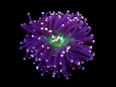 Euphyllia cristata (Joker) (1 hd.)