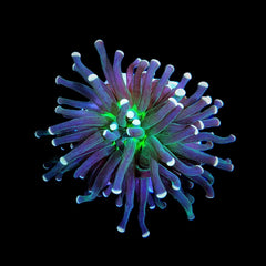 Euphyllia cristata (Joker) (1 hd.)