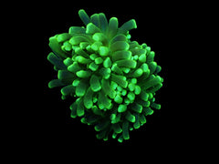 Euphyllia cristata (Lemon Lime) pb 274