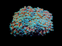 Euphyllia cristata (NYknicks)