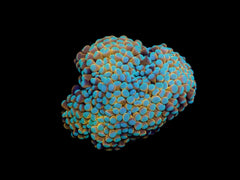 Euphyllia cristata (NYknicks)