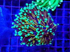 Euphyllia cristata (NYknicks) (4 hds.) nf.