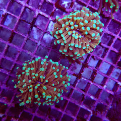 Euphyllia cristata (NYknicks) (3 hds.) nf.