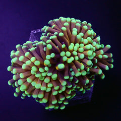 Euphyllia cristata (NYknicks) (3 hds.) nf.