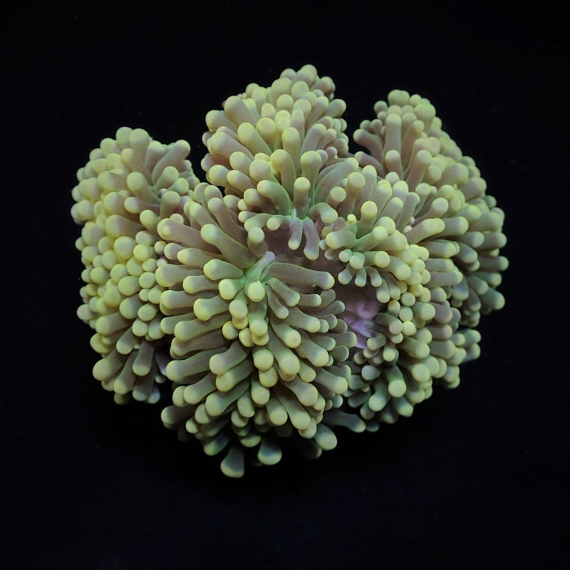 Euphyllia cristata (Premium)
