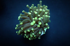 Euphyllia cristata (Premium) (p/h)