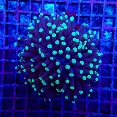 Euphyllia cristata (Premium) (p/h)