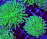 Euphyllia cristata (Super Ultra)