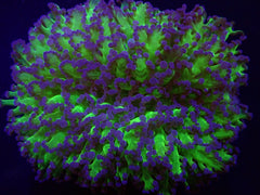 Euphyllia divisa (Abrolhos Islands) (Two Tone)