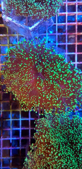 Euphyllia divisa (Green) (Premium)