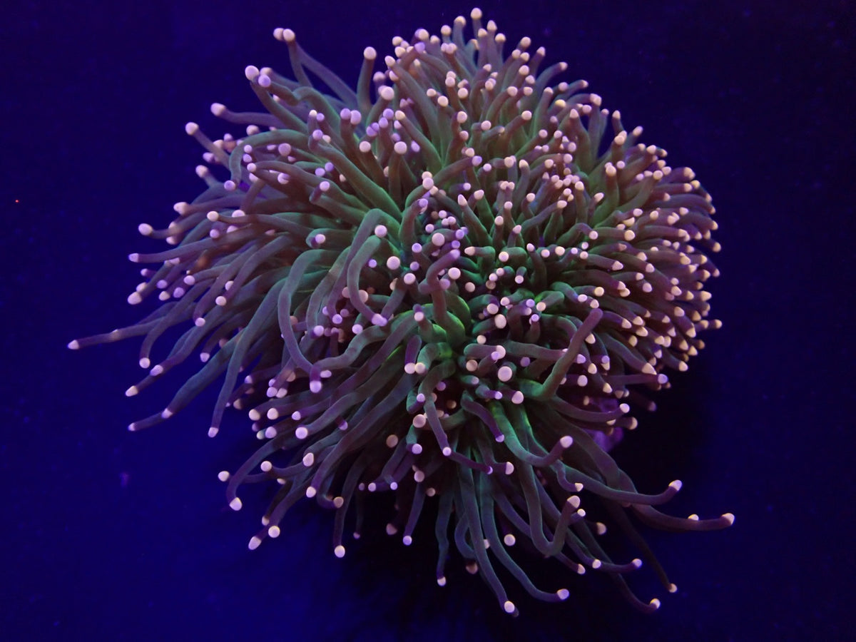 Euphyllia glabrescens (Premium)