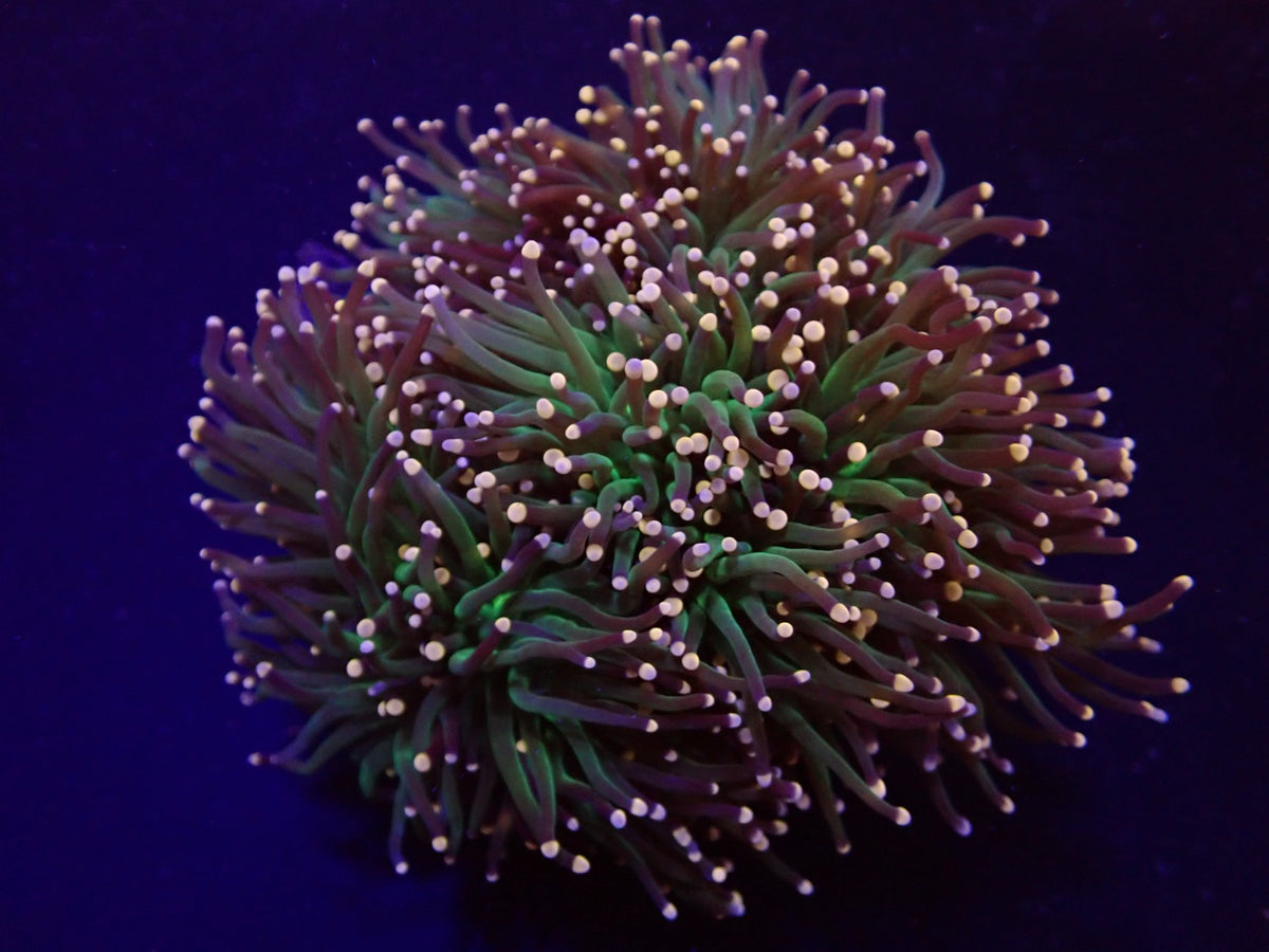 Euphyllia glabrescens (Premium)