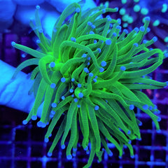 Euphyllia glabrescens (Blueberry) (p/h)