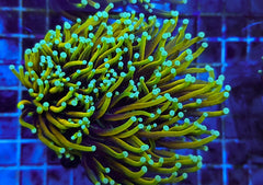 Euphyllia glabrescens (Dragon Soul) (2 hds.) nf.