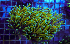 Euphyllia glabrescens (Dragon Soul) (1 hd.)