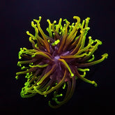 Euphyllia glabrescens (Dragon Soul) (3 hds.) f.