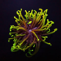 Euphyllia glabrescens (Dragon Soul) (4 hds.) nf.