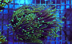 Euphyllia glabrescens (Dragon Soul) (3 hds.) f.