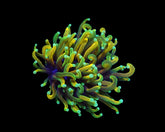 Euphyllia glabrescens (Dragon Soul) (p/h)
