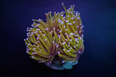Euphyllia glabrescens (Gold Torch) (2 hds.) f.