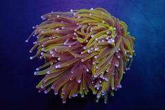 Euphyllia glabrescens (Gold Torch) (4 hds.) nf.