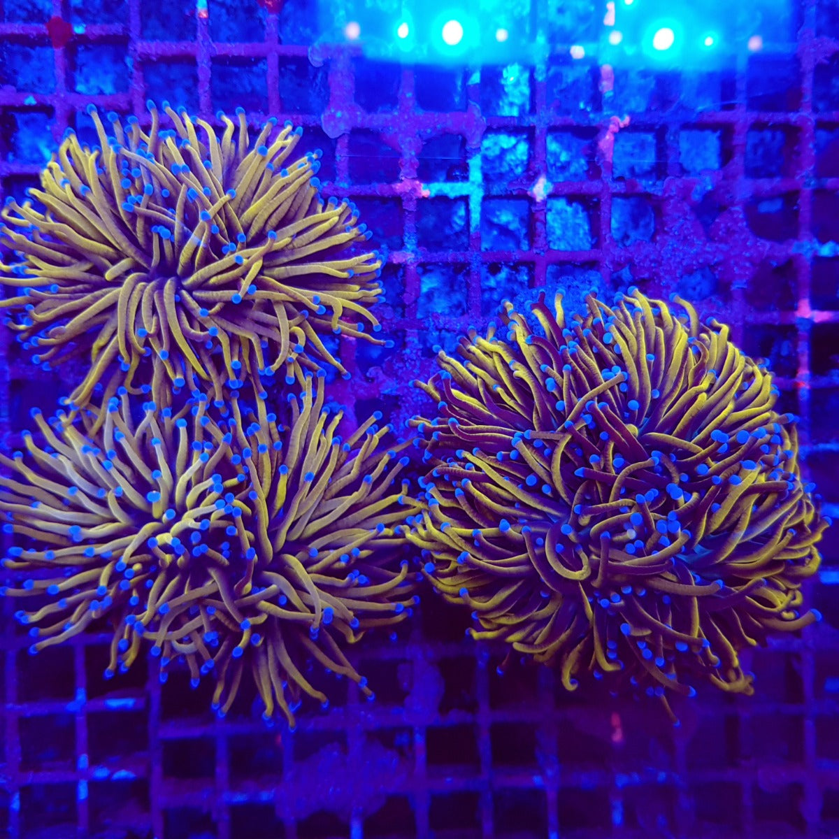 Euphyllia glabrescens (Gold Torch) (1 hd.) Tiny