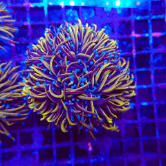 Euphyllia glabrescens (Gold Torch) (2 hds) nf.
