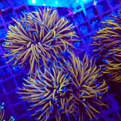 Euphyllia glabrescens (Gold Torch) (4 hds.) f.