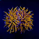 Euphyllia glabrescens (Gold Torch) (Grade A)