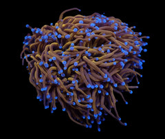 Euphyllia glabrescens (Gold torch) (Grade A) (p/h)