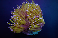 Euphyllia glabrescens (Gold Torch) (4 hds.) f.