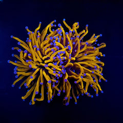 Euphyllia glabrescens (Gold Torch) (2 hds) nf.