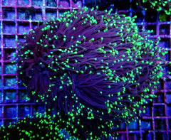 Euphyllia glabrescens (Green) (Premium)