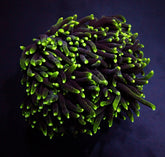Euphyllia glabrescens (Green) (Premium)
