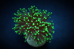 Euphyllia glabrescens (Green) (Premium) (p/h)