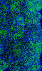 Euphyllia glabrescens (Green) (Ultra)