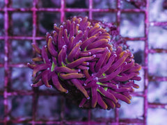 Euphyllia glabrescens (Hellfire) (4 hds.) nf.