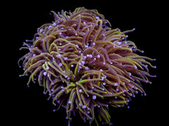 Euphyllia glabrescens (Hellfire) (p/h)