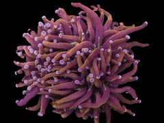 Euphyllia glabrescens (Hellfire) (p/h)