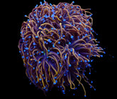 Euphyllia glabrescens (Hellfire)