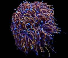 Euphyllia glabrescens (Hellfire)