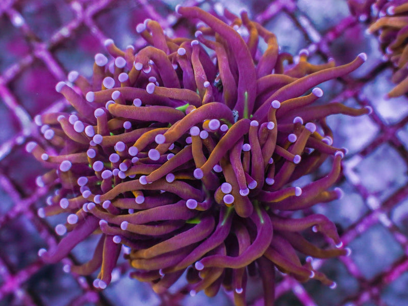 Euphyllia glabrescens (Hellfire) (2 hds.) nf.