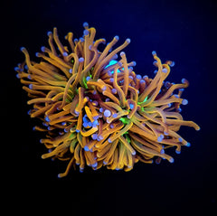 Euphyllia glabrescens (Hellfire) (2 hds) f.