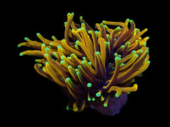 Euphyllia glabrescens (Hellfire) (1 hd.)